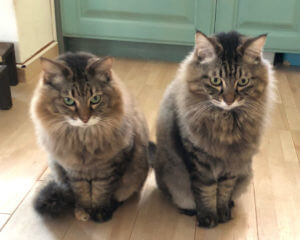 cats